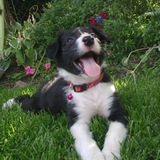 Entry image for Malayna Rose