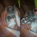 Entry image for Mouse