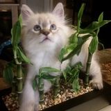 Entry image for Huey