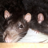 Entry image for Frodo&Sam