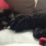 Entry image for Loki & Rudy