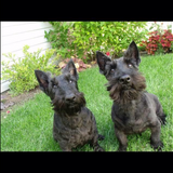 Entry image for Anni & Rufus