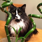 Entry image for Kitty