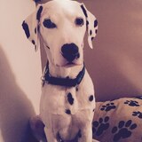 Entry image for Romeo