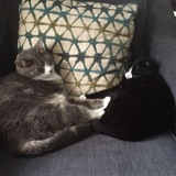 Entry image for Dash and Thomasina