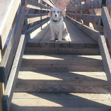 Entry image for Harley