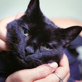 Entry image for Dracula