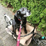 Entry image for Brady