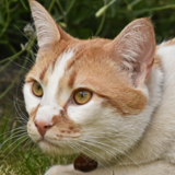 Entry image for Bruce