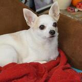 Entry image for Charlie