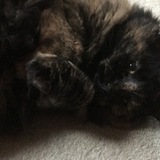 Entry image for Snickers