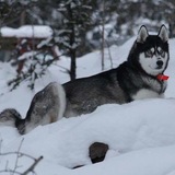 Entry image for Jasper