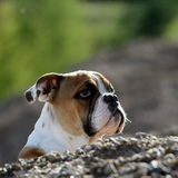 Entry image for Abby