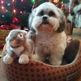 Entry image for Sampson