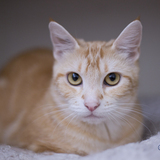 Entry image for Luna