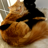 Entry image for Wall-E and Nemo 