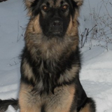 Entry image for Brutus 