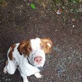 Entry image for Rogue