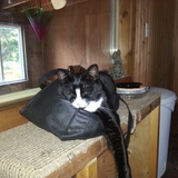 Entry image for Suzy Q.