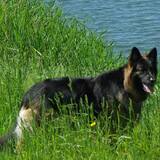 Entry image for Amber