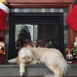 Entry image for Goldie