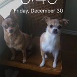 Entry image for Peanut & Rosie