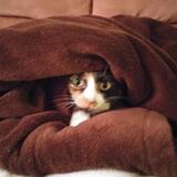 Entry image for Emma