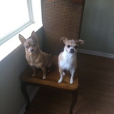 Entry image for Peanut & Rosie