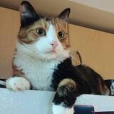 Entry image for Missy