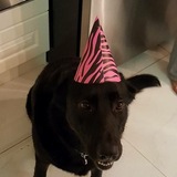 Entry image for Lexi