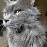 Entry image for Hippo