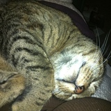 Entry image for Cleo 