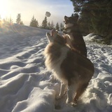 Entry image for Rev and Scooby