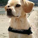 Entry image for Jake