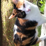 Entry image for Hanna