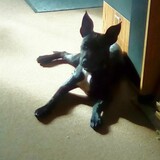 Entry image for Bella