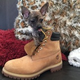 Entry image for Nugget