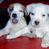 Entry image for Cali and Brutis