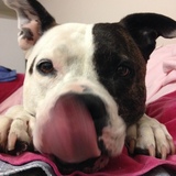 Entry image for Gizmo