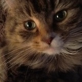 Entry image for Aquila