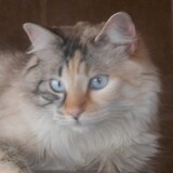 Entry image for Sunshine