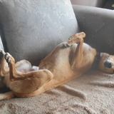 Entry image for Rajah