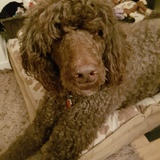 Entry image for Rocky