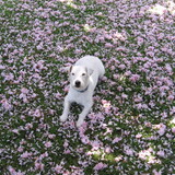 Entry image for Roger