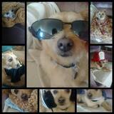 Entry image for Scotty