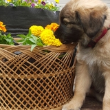 Entry image for Sophie