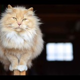 Entry image for Pete