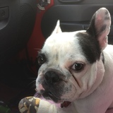 Entry image for Pepper