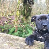 Entry image for Dixon