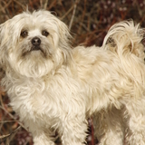 Entry image for Rafferty